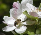 včela 3