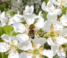 včela4